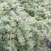 Thymus pseudolanuginosus