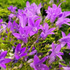 Campanula x 'Birch Hybrid'