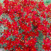 Coreopsis Sizzle & Spice® 'Hot Paprika'