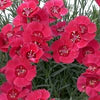 Dianthus 'Eastern Star'