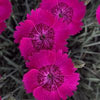 Dianthus 'Neon Star Improved'