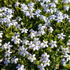 Isotoma fluviatilis (Blue Star Creeper)