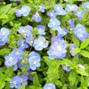 Veronica p. 'Georgia Blue'