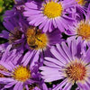 Aster d. 'Wood's Light Blue'