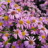 Aster d. 'Wood's Pink'