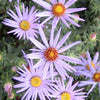 Aster o. 'Raydon's Favorite'