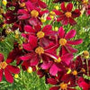 Coreopsis 'Red Satin'