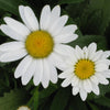 Leucanthemum x s. 'Snowcap'