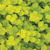 Lysimachia n. 'Goldii'