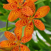 Belamcanda c. 'Freckle Face'
