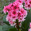 Bergenia 'Dragonfly Sakura'