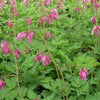 Dicentra 'Luxuriant'