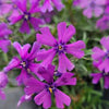 Phlox s. 'Purple Beauty'