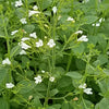 Calamintha n. 'White Cloud'