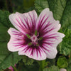 Malva s. 'Zebrina'