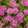 Delosperma cooperi