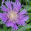 Stokesia l. 'Blue Danube'