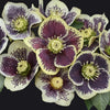 Helleborus Honeymoon® 'Rio Carnival'