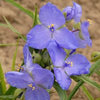 Tradescantia Amethyst Kiss™