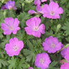 Geranium s. 'Max Frei'