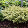 Fern [Ghost] Athyrium x 'Ghost'