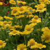 Gaillardia 'Mesa Yellow'
