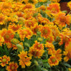 Gaillardia Mesa™ Peach
