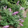Buddleia Pugster Pinker®