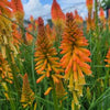 Kniphofia Pyromania® 'Backdraft'