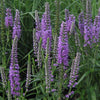 Veronica l. 'Eveline'