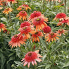 Echinacea CARA MIA™ 'Coral'