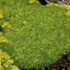 Sagina s. 'Aurea'