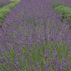 Lavandula x i. 'Phenomenal'