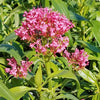 Centranthus ruber 'Coccineus'
