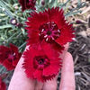 Dianthus Star Single™ Fire Star Improved