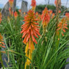 Kniphofia 'Papaya Popsicle'