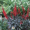 Lobelia 'Black Truffle'