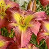 Hemerocallis 'Garden Show'