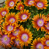 Delosperma 'Fire Spinner'