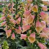 Digitalis 'Arctic Fox Rose'