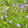 Mazus reptans