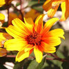 Heliopsis 'Burning Hearts'