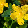 Hypericum calycinum