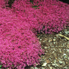 Thymus s. 'Coccineus'