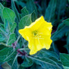 Oenothera missouriensis (O. macrocarpa)