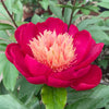 Paeonia 'White Cap'