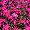 Dianthus Kahori® Pink