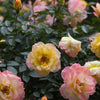 Rosa SH Oso Easy® Italian Ice®