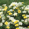 Rosa DR Lemon Drift®