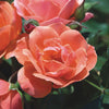 Rosa KO Coral Knock Out®
